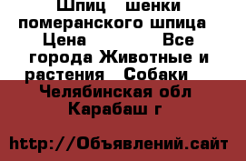 Шпиц - шенки померанского шпица › Цена ­ 20 000 - Все города Животные и растения » Собаки   . Челябинская обл.,Карабаш г.